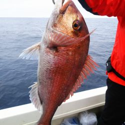 ブルドック 釣果