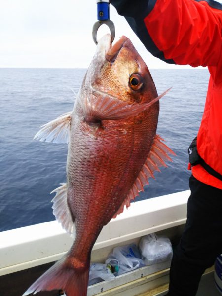 ブルドック 釣果