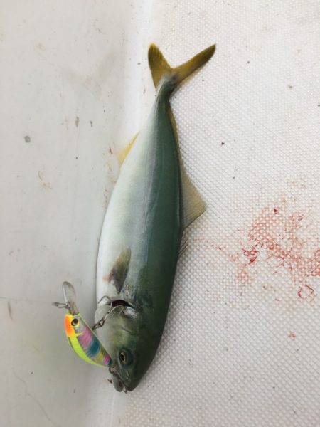 うさぎ丸 釣果