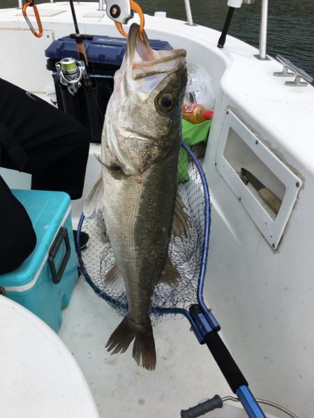 うさぎ丸 釣果