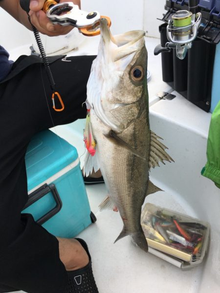 うさぎ丸 釣果