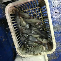 海龍丸（石川） 釣果