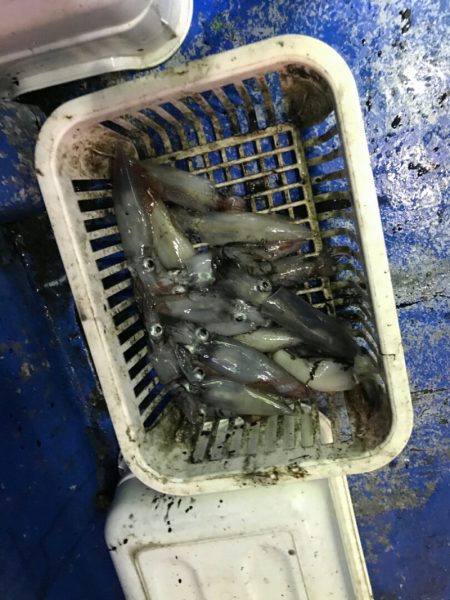 海龍丸（石川） 釣果