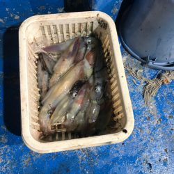 海龍丸（石川） 釣果