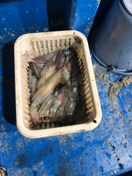 海龍丸（石川） 釣果