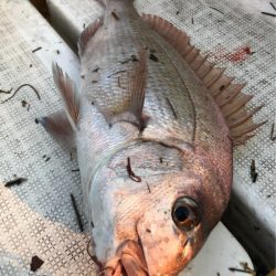 龍神丸(鹿児島) 釣果