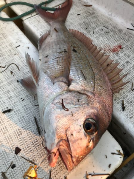龍神丸（鹿児島） 釣果