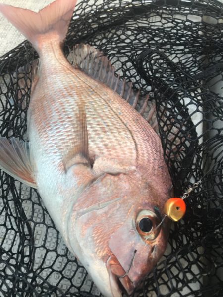 龍神丸(鹿児島) 釣果