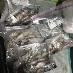 ＴＡＲＯＭＡＲＵ 釣果