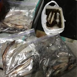 ＴＡＲＯＭＡＲＵ 釣果