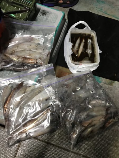 ＴＡＲＯＭＡＲＵ 釣果