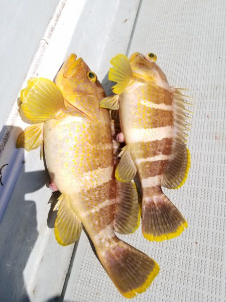 アマテラス 釣果