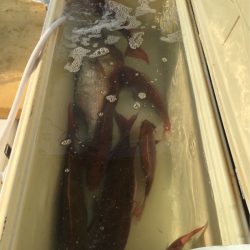 末広丸(熊本) 釣果