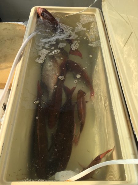 末広丸(熊本) 釣果