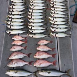 SeaRide(シーライド) 釣果