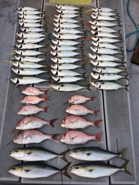 SeaRide(シーライド) 釣果