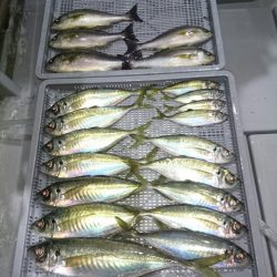 エンペラー 釣果