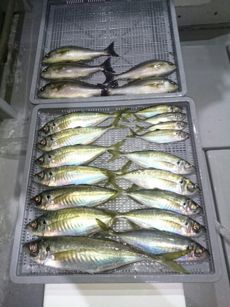 エンペラー 釣果