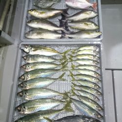 エンペラー 釣果