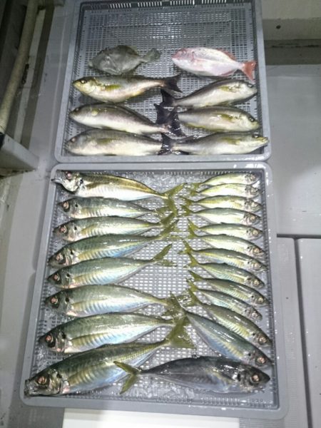 エンペラー 釣果