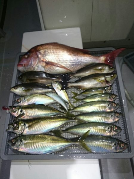 エンペラー 釣果