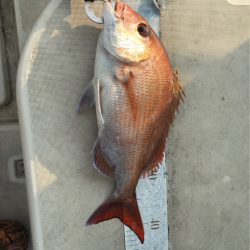 末広丸(熊本) 釣果