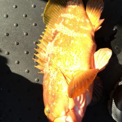 第二龍勢丸 釣果