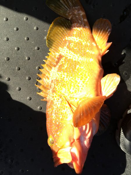 第二龍勢丸 釣果