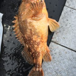 第二龍勢丸 釣果