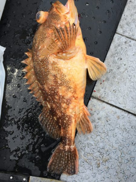 第二龍勢丸 釣果