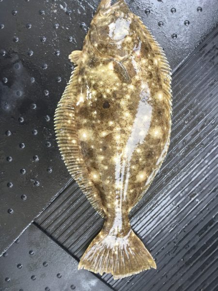 第二龍勢丸 釣果