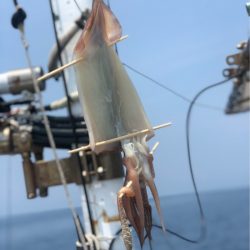 ＴＡＲＯＭＡＲＵ 釣果