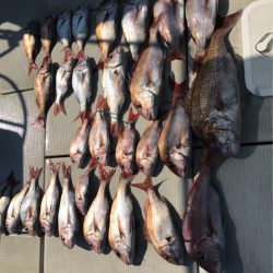 遊漁船メテオ 釣果