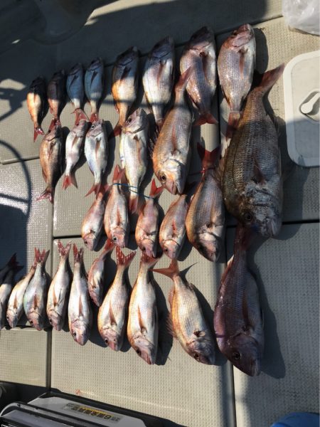 遊漁船メテオ 釣果