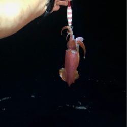 ＴＡＲＯＭＡＲＵ 釣果