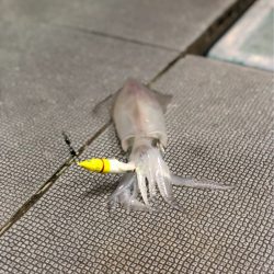 ＴＡＲＯＭＡＲＵ 釣果