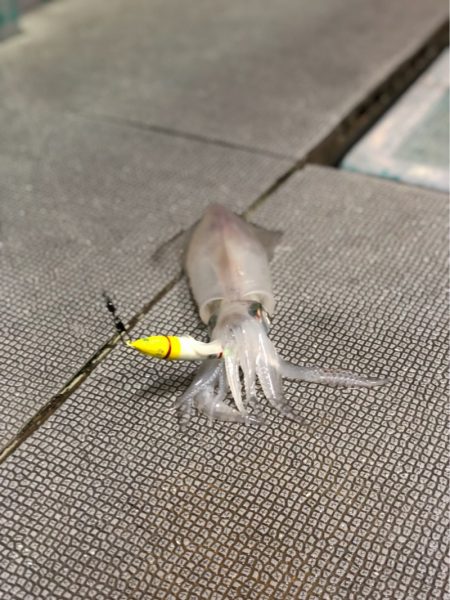 ＴＡＲＯＭＡＲＵ 釣果