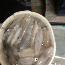 ＴＡＲＯＭＡＲＵ 釣果