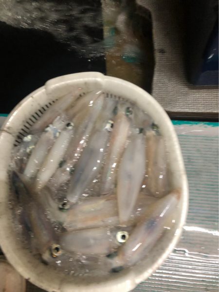 ＴＡＲＯＭＡＲＵ 釣果