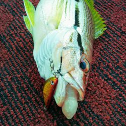 光生丸 釣果