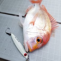 アマテラス 釣果