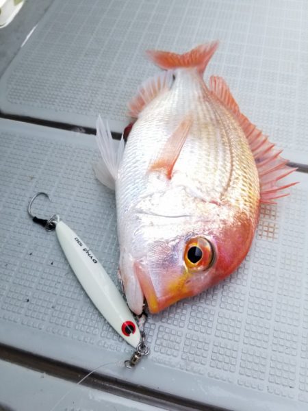 アマテラス 釣果