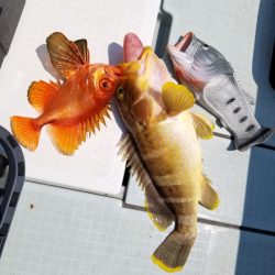 アマテラス 釣果