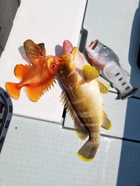 アマテラス 釣果