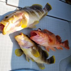 アマテラス 釣果