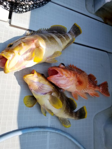 アマテラス 釣果