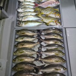 エンペラー 釣果