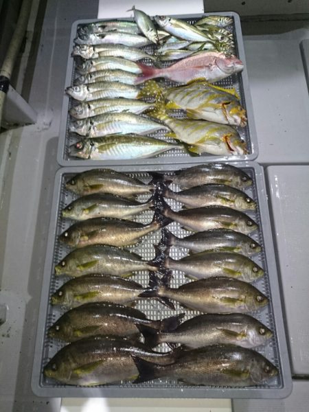 エンペラー 釣果