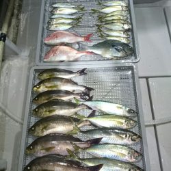 エンペラー 釣果