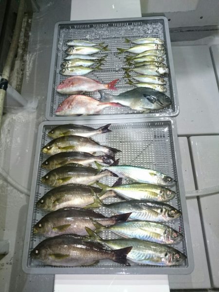 エンペラー 釣果